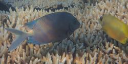 Gold-spotted and coral rabbitfish